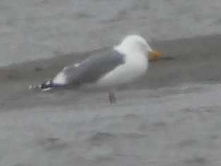 Vega Gull - ML637448579
