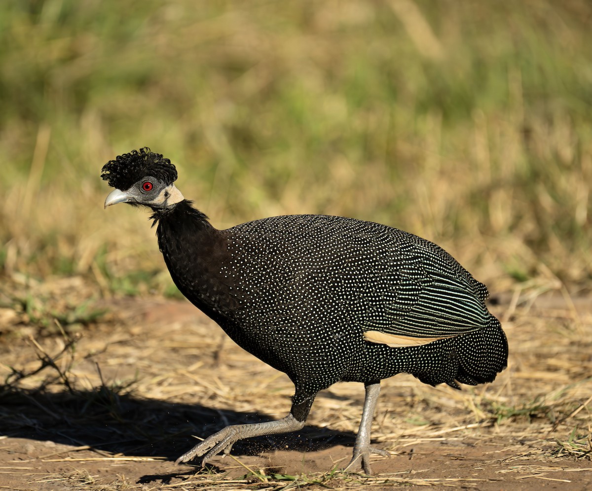 Southern Crested Guineafowl - ML637448605