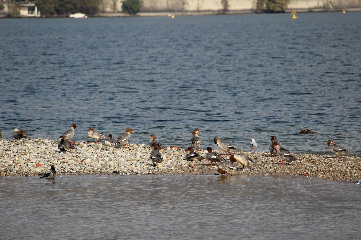 Хумхин бохио - ML637448632