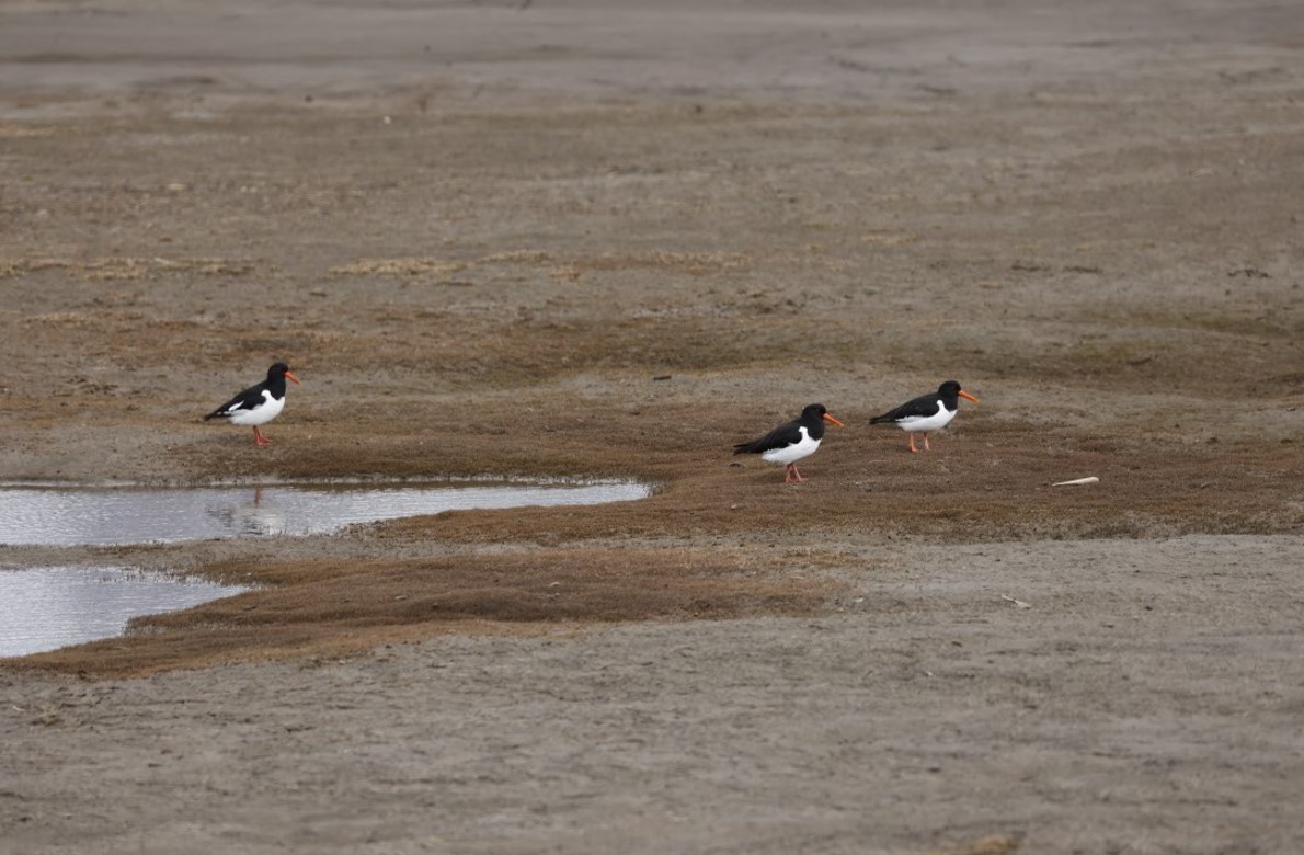 Eurasian Oystercatcher - ML637448637