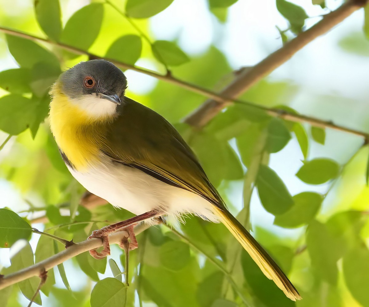 Yellow-breasted Apalis (Yellow-breasted) - ML637448653