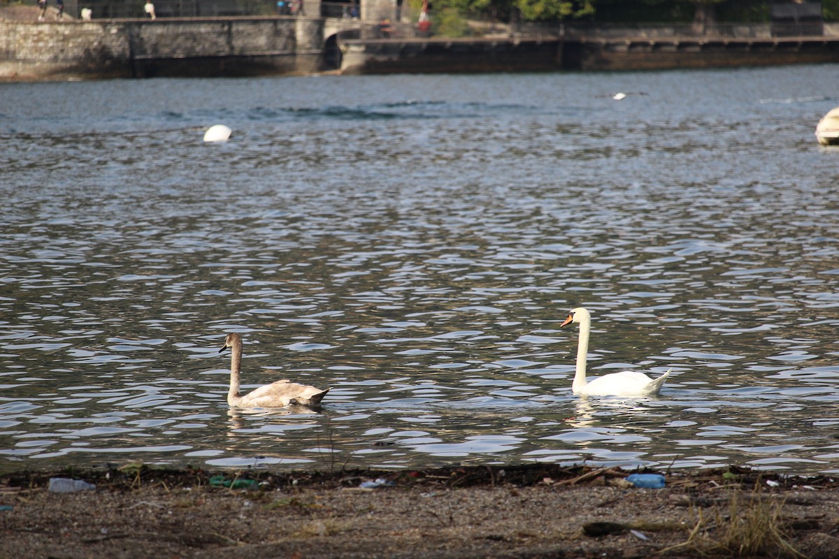 Хуруут хун - ML637448658