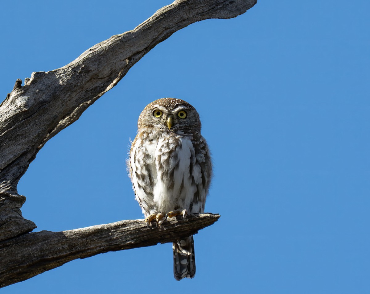 Pearl-spotted Owlet - ML637448659