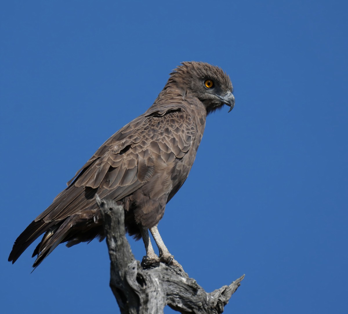 Brown Snake-Eagle - ML637448674