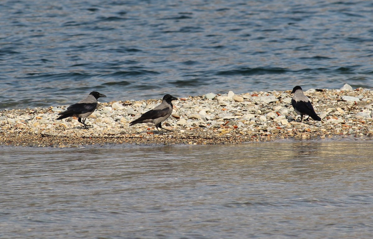 Саарал хэрээ - ML637448680