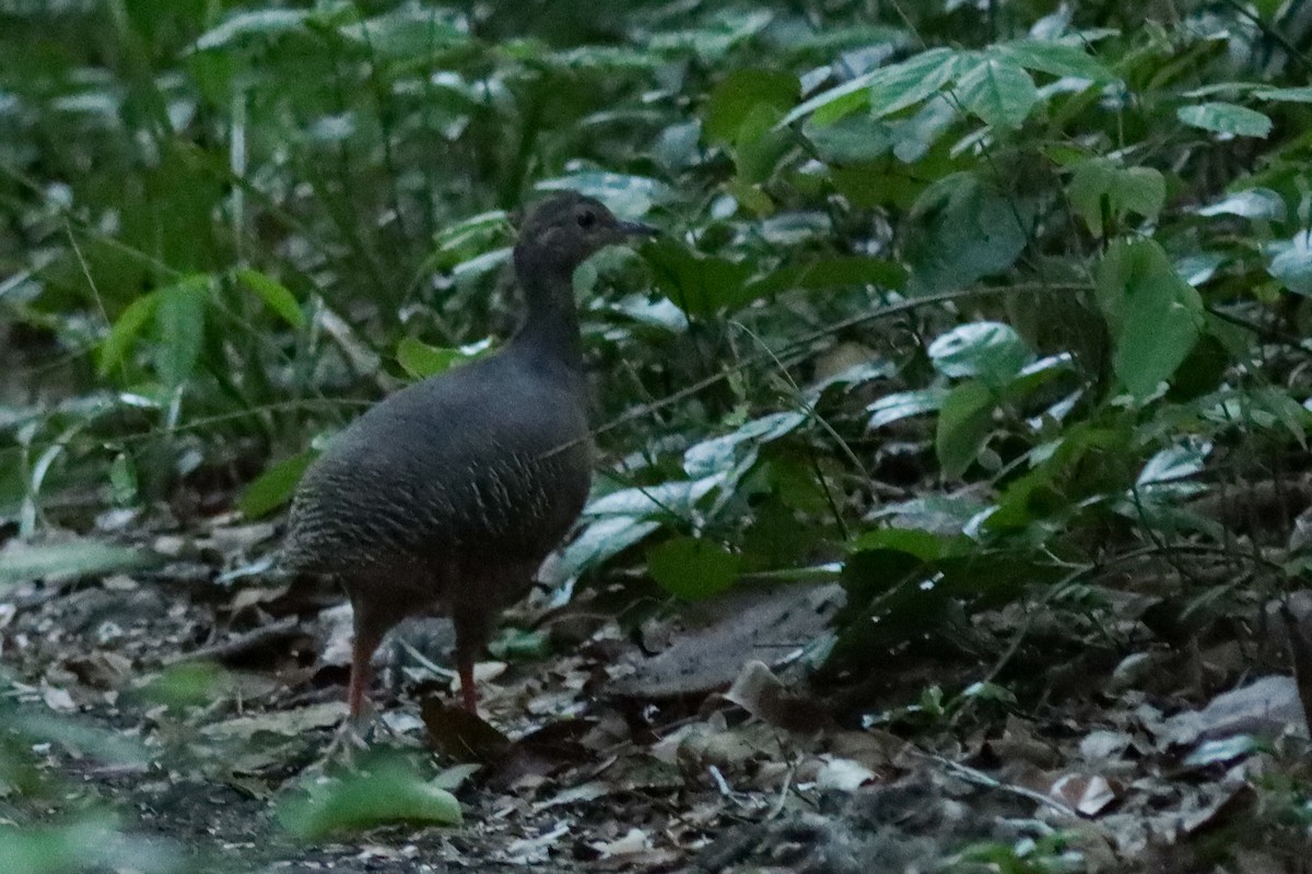 ヤブシギダチョウ - ML637448682