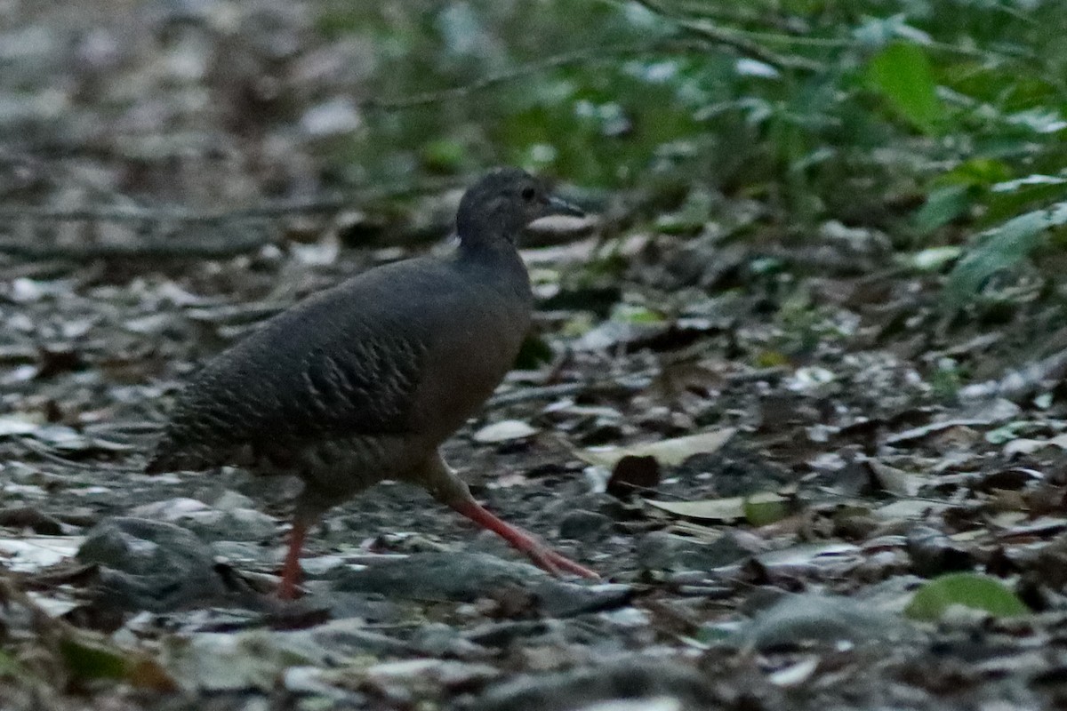 ヤブシギダチョウ - ML637448683