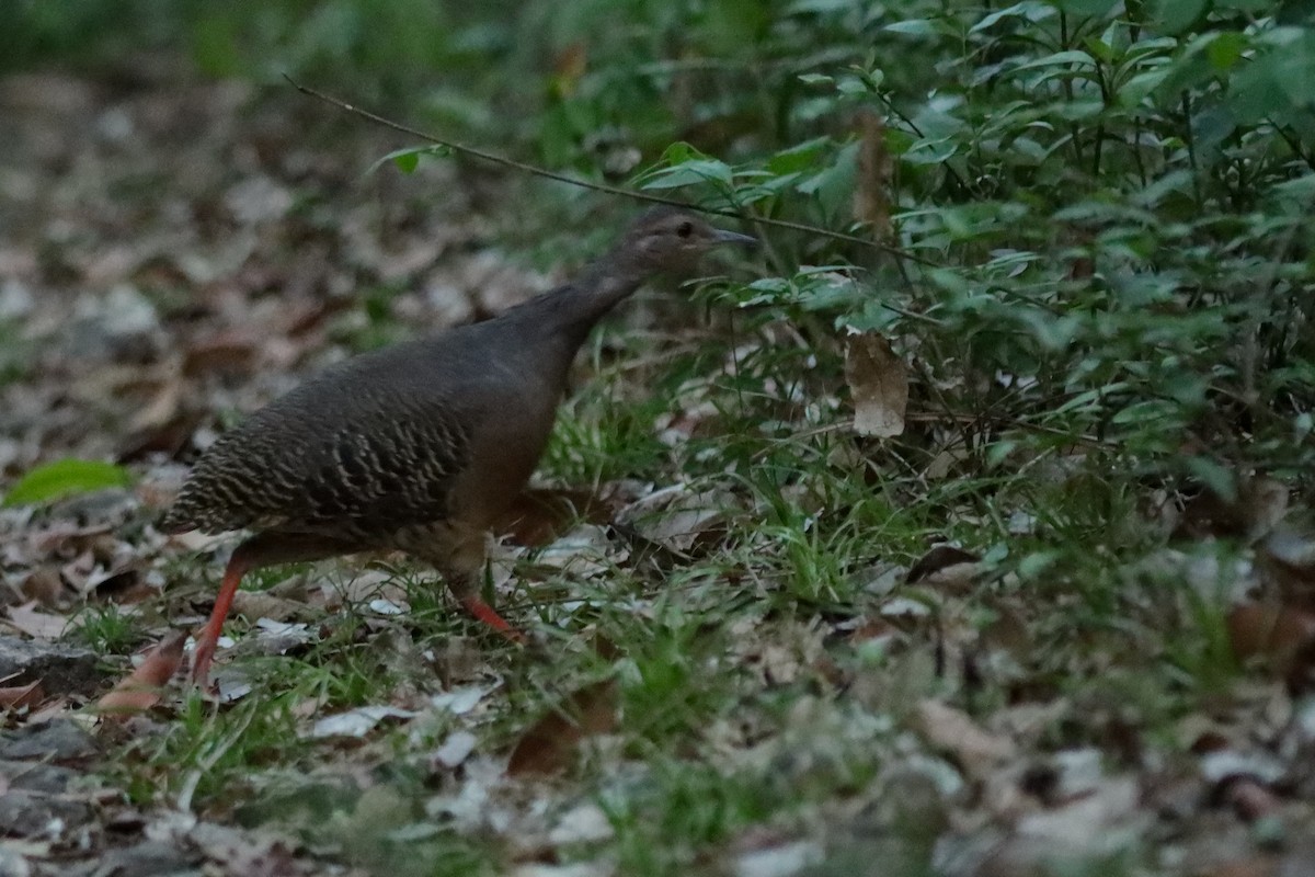 ヤブシギダチョウ - ML637448684