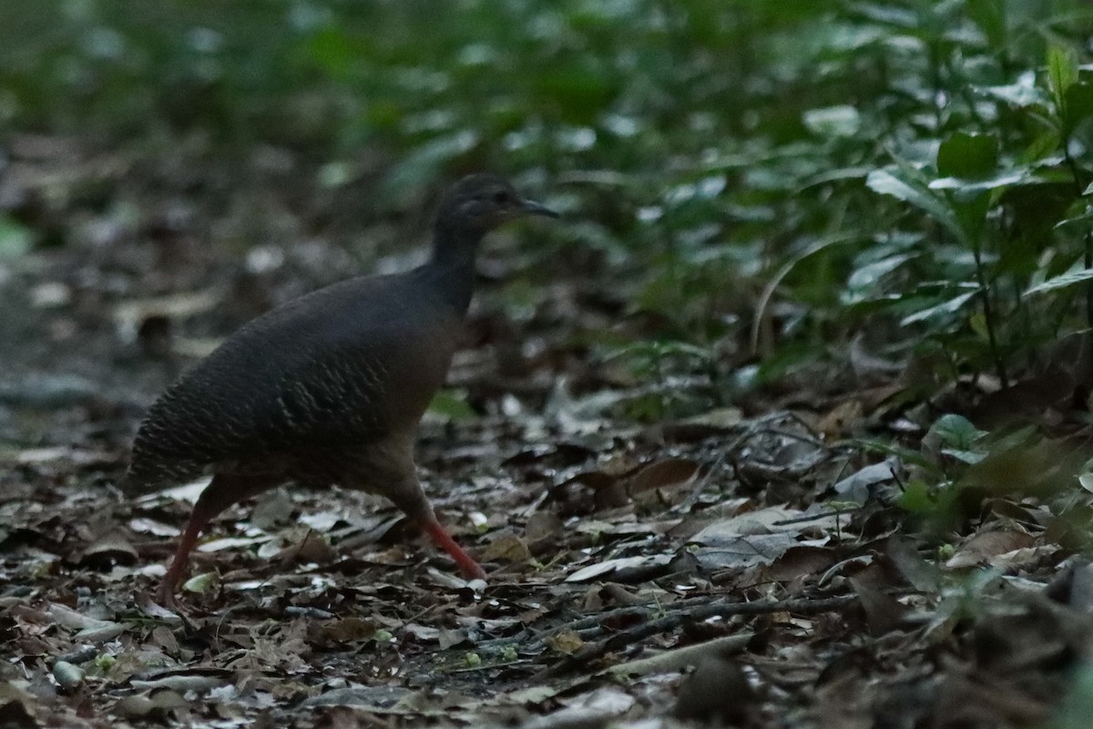 ヤブシギダチョウ - ML637448685