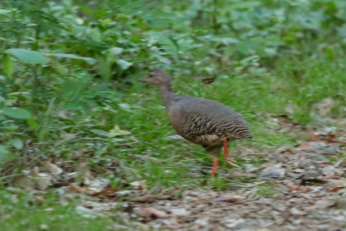 ヤブシギダチョウ - ML637448686