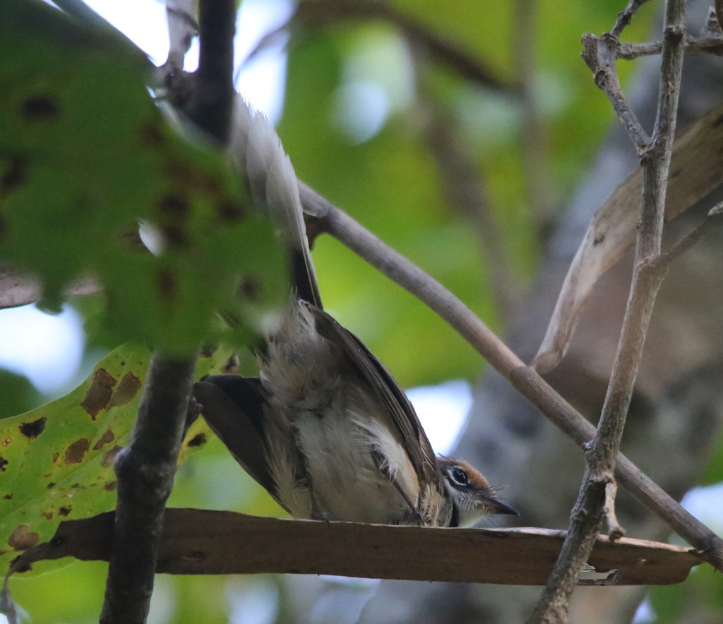 Arafura Fantail - ML637448696