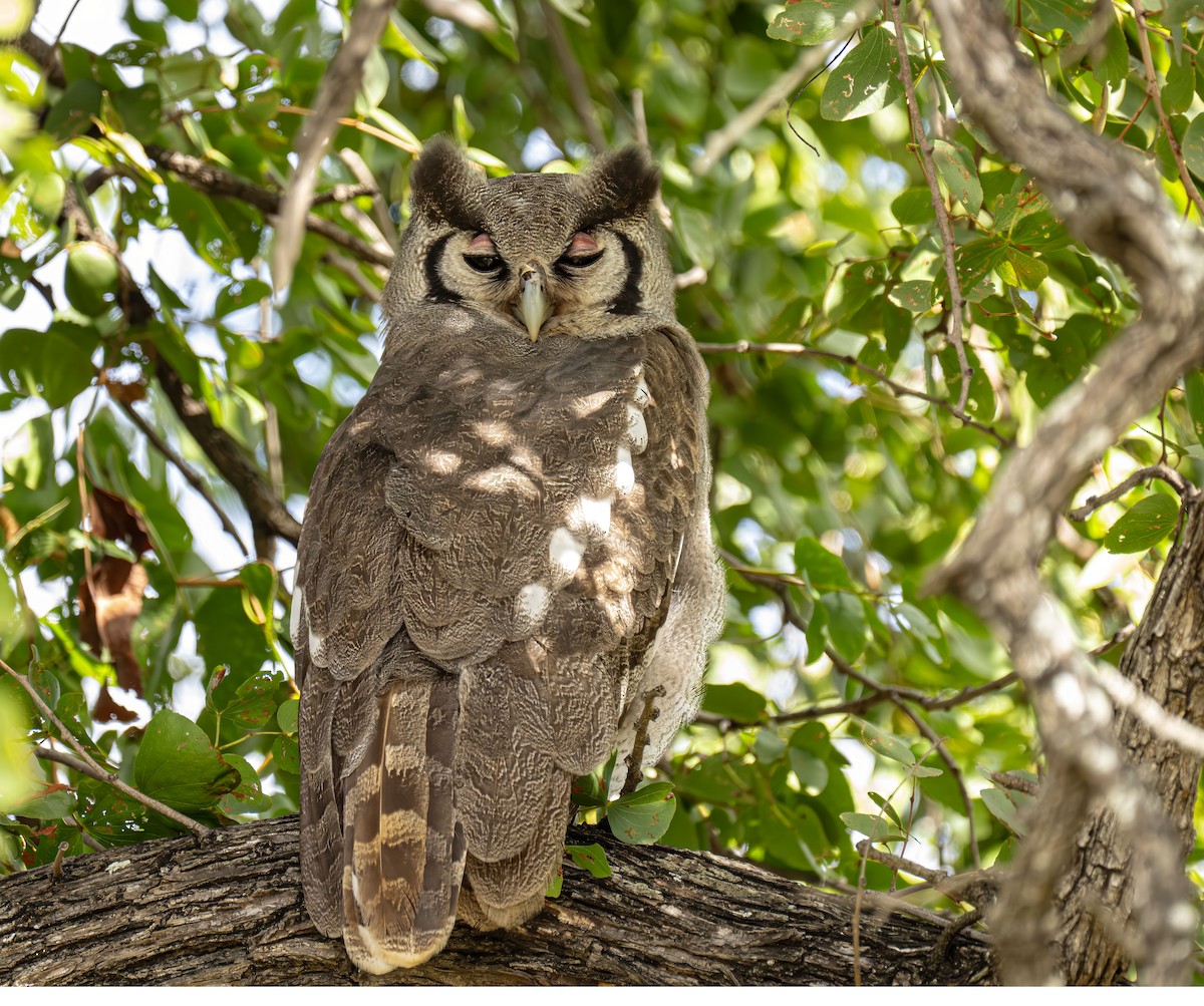 Verreaux's Eagle-Owl - ML637448711