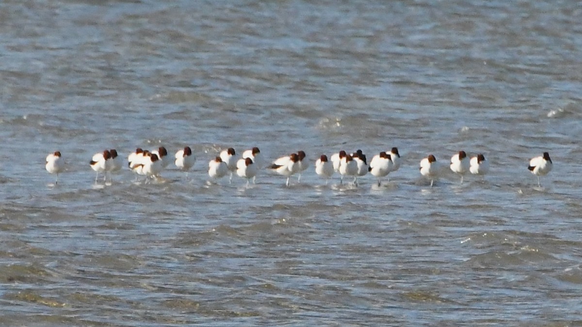 Red-necked Avocet - ML637448716