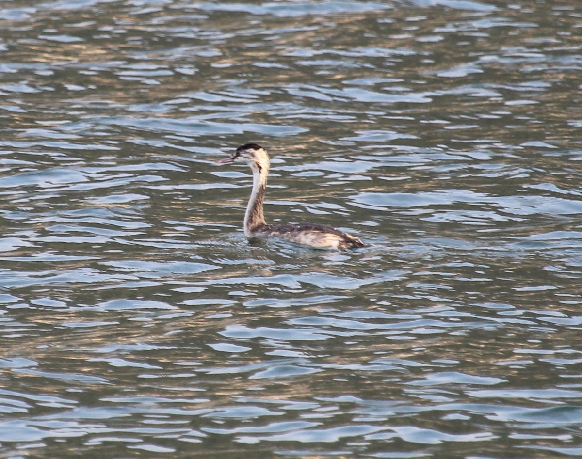 Отгот шунгуур - ML637448738