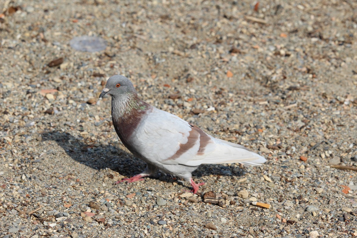 Хөхвөр тагтаа (суурин газрын) - ML637448758