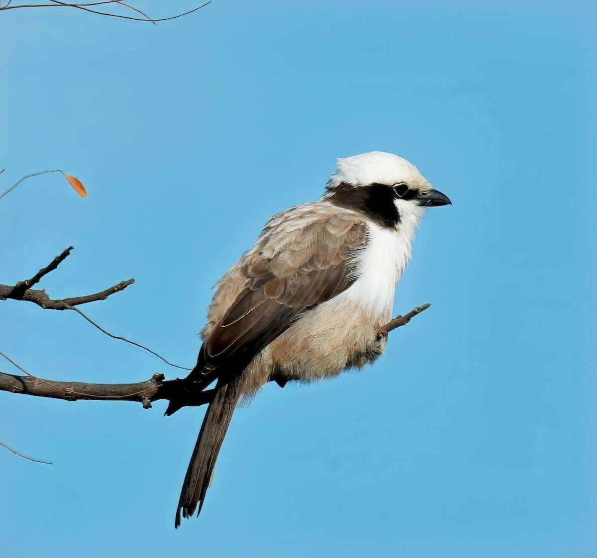 White-crowned Shrike - ML637448775