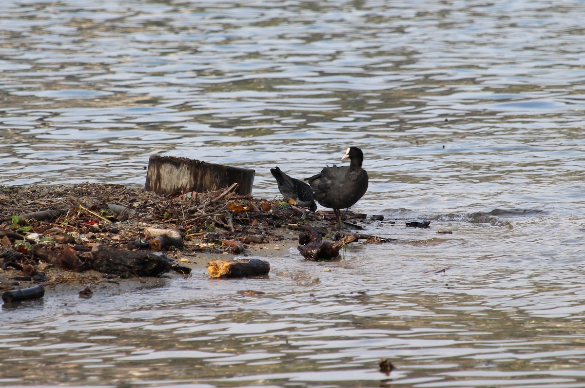 Халзан түнжүүр - ML637448779