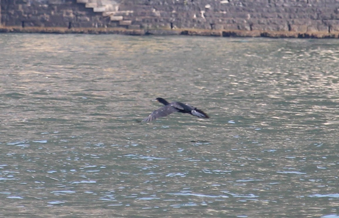 Great Cormorant - ML637448798