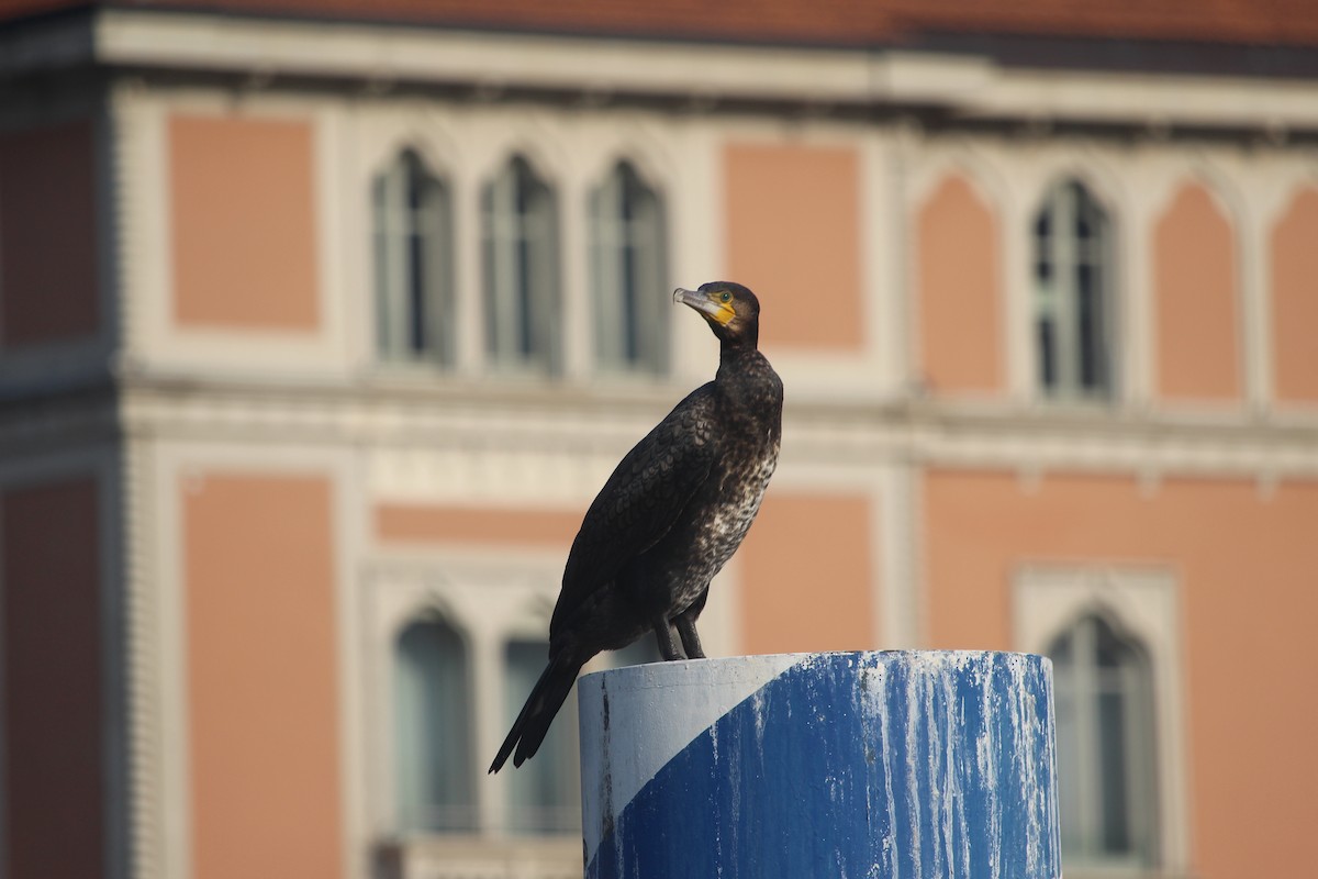 Great Cormorant - ML637448821