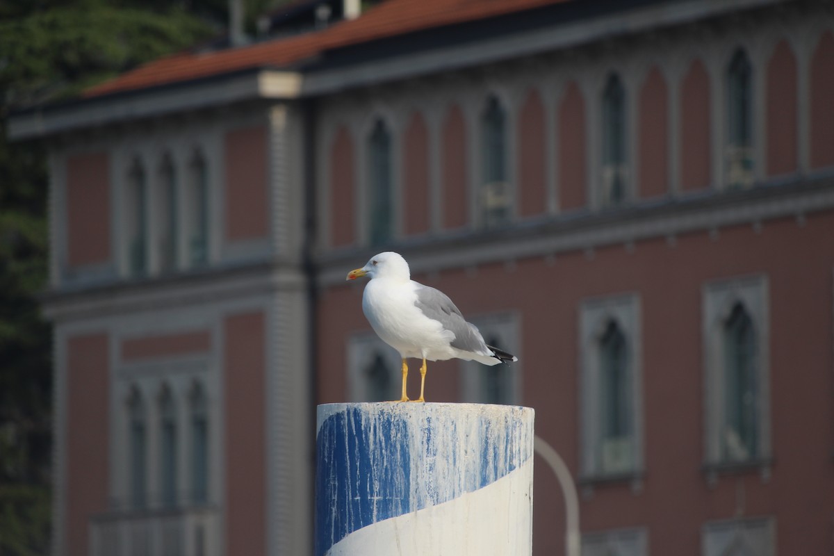 Yellow-legged Gull - ML637448831