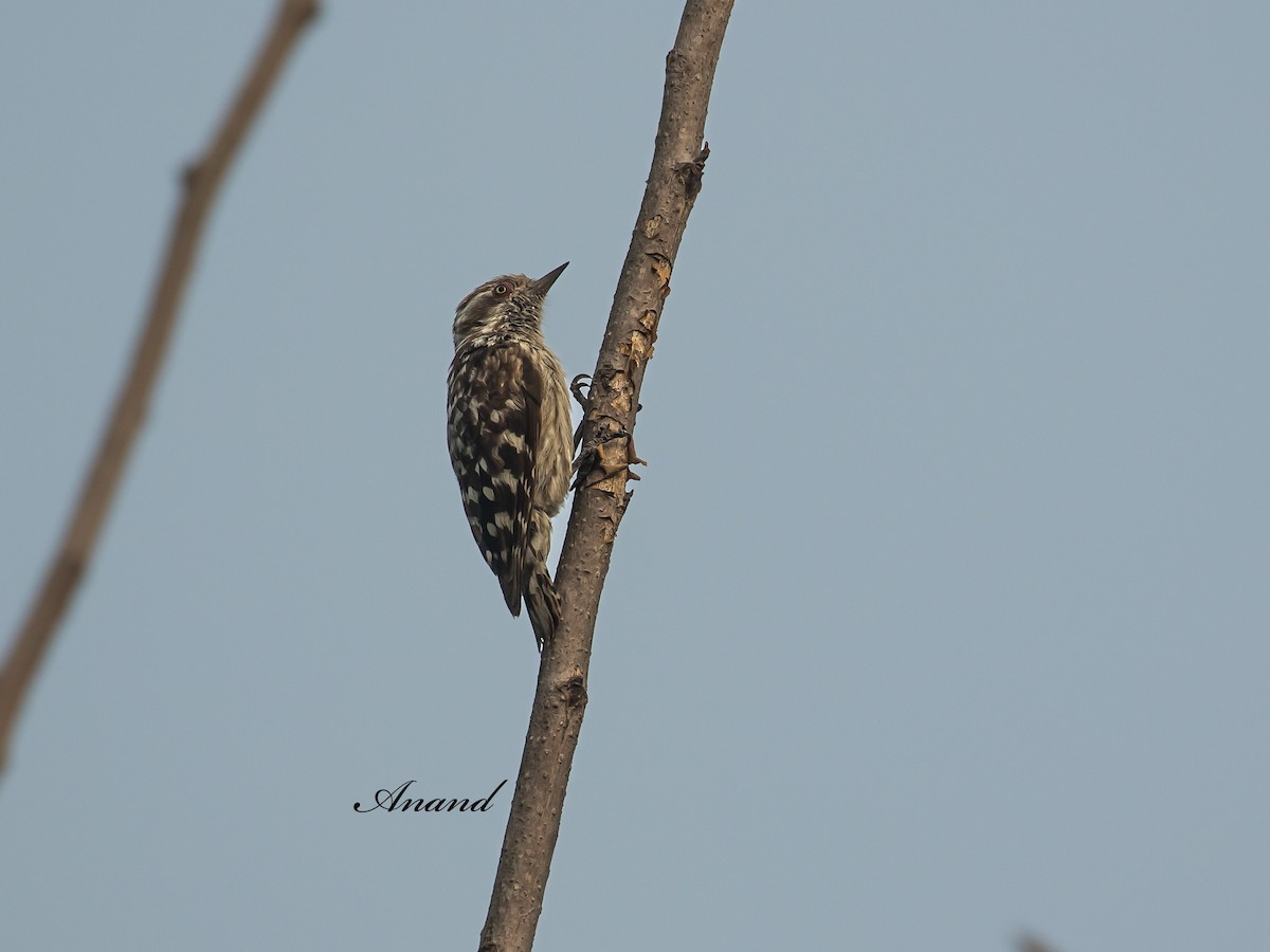 Brown-capped Pygmy Woodpecker - ML637448858
