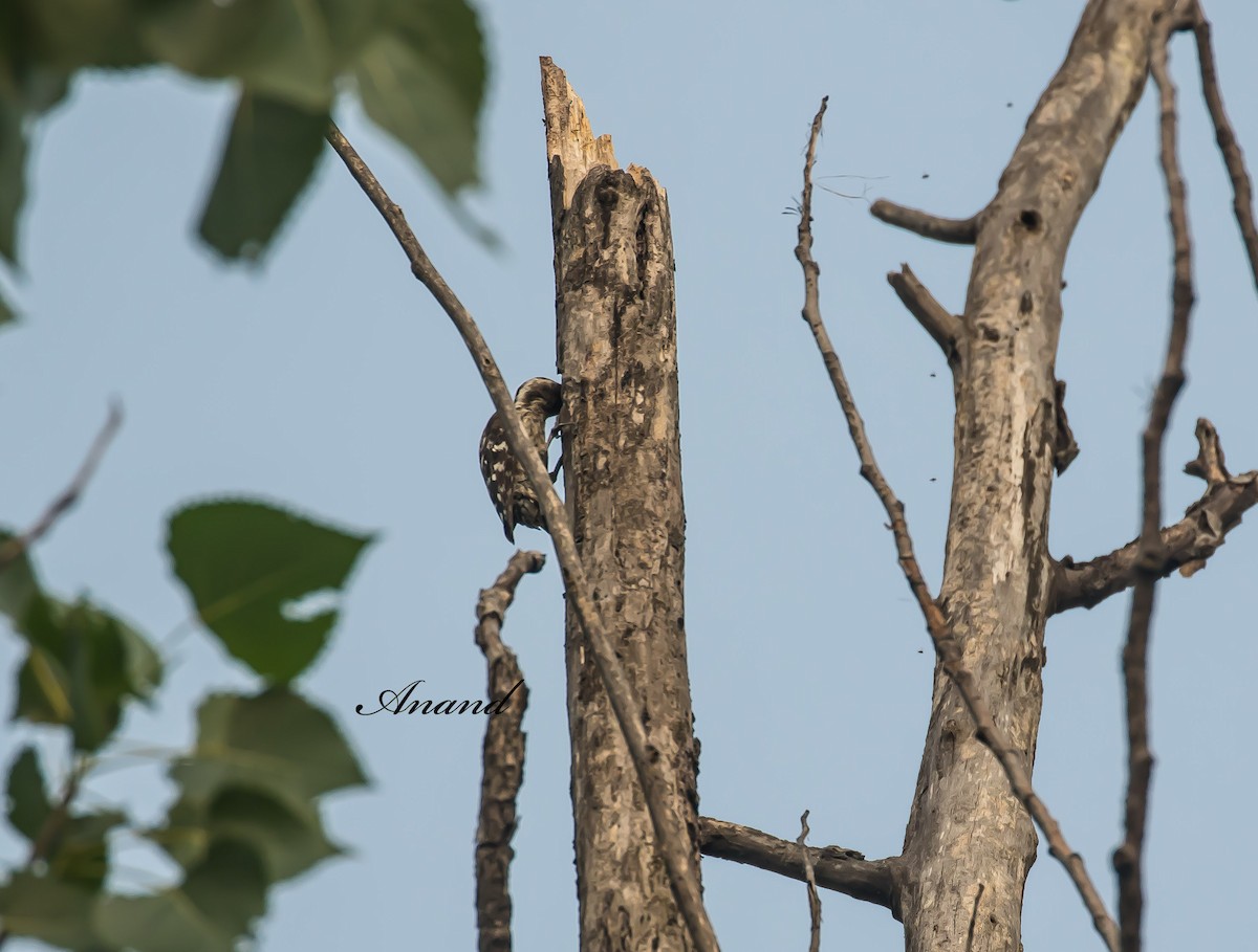 Brown-capped Pygmy Woodpecker - ML637448859