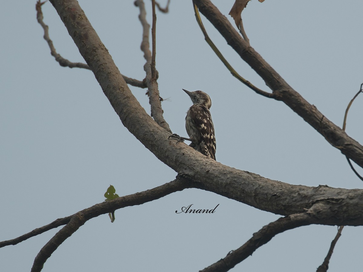 Brown-capped Pygmy Woodpecker - ML637448860