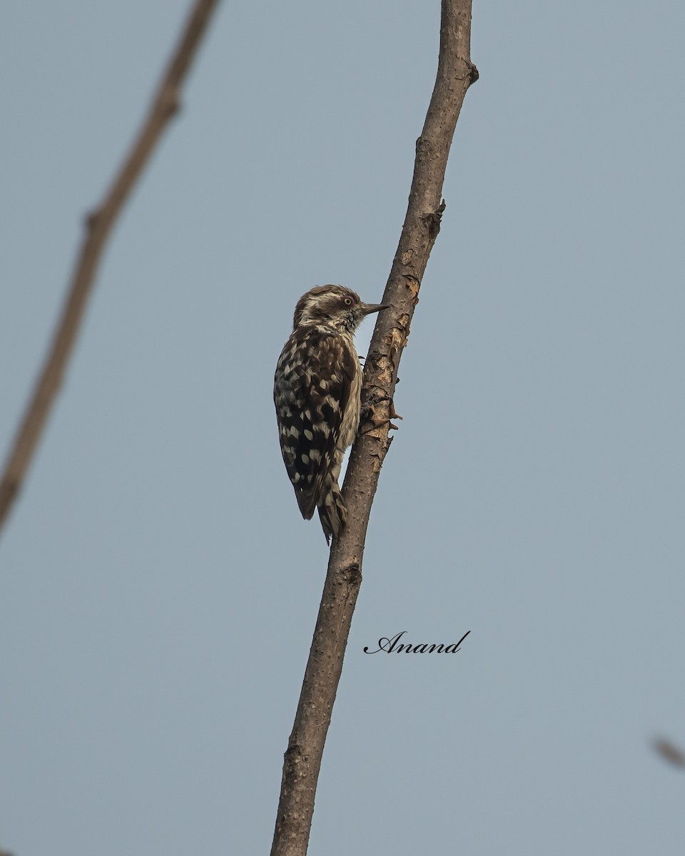 Brown-capped Pygmy Woodpecker - ML637448861