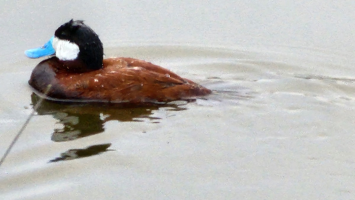 Ruddy Duck - ML637448889