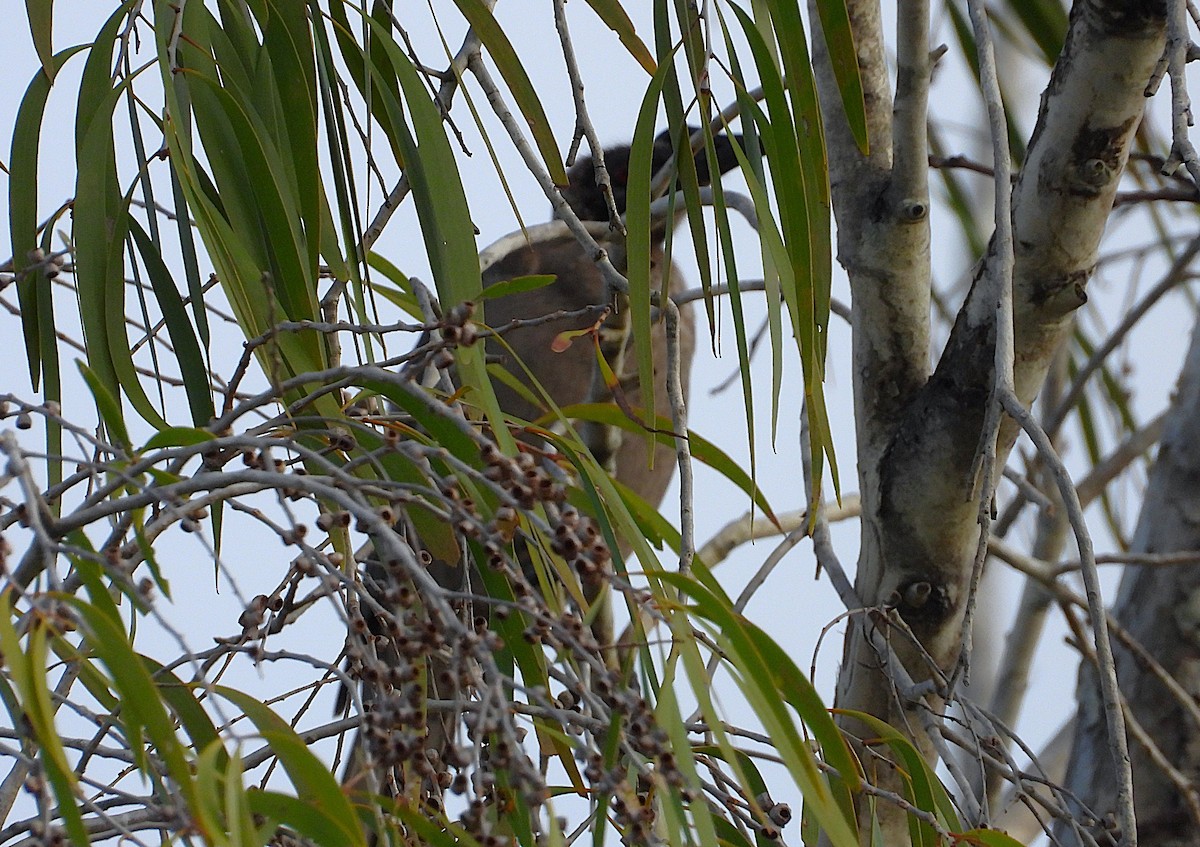 Helmeted Friarbird - ML637448899