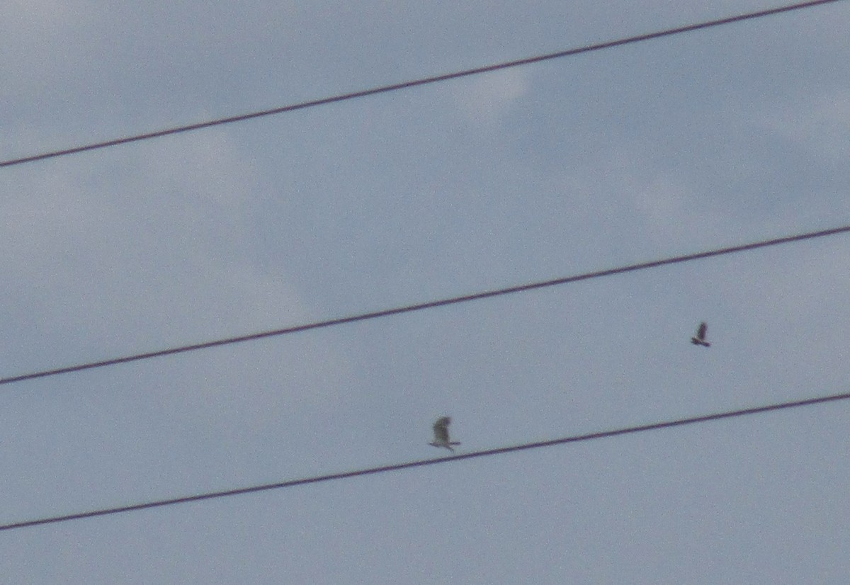 Short-toed Snake-Eagle - ML637448904