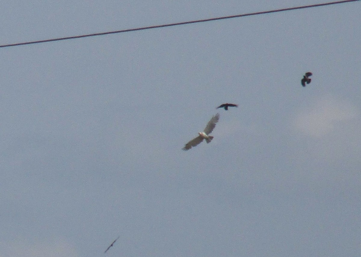Short-toed Snake-Eagle - ML637448906