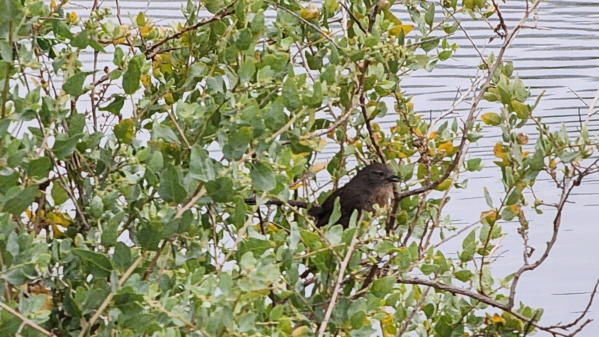 Wrentit - ML637448907