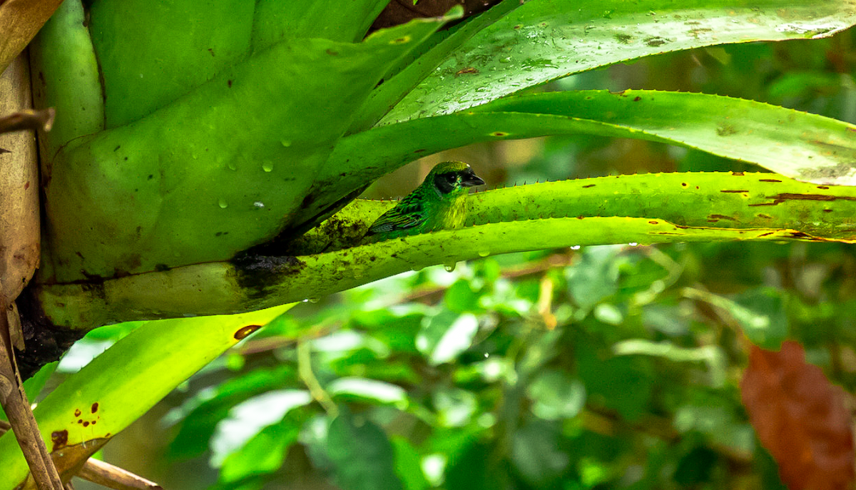 Green-and-gold Tanager - ML637448917