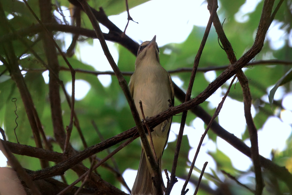 Black-whiskered Vireo - ML637448928