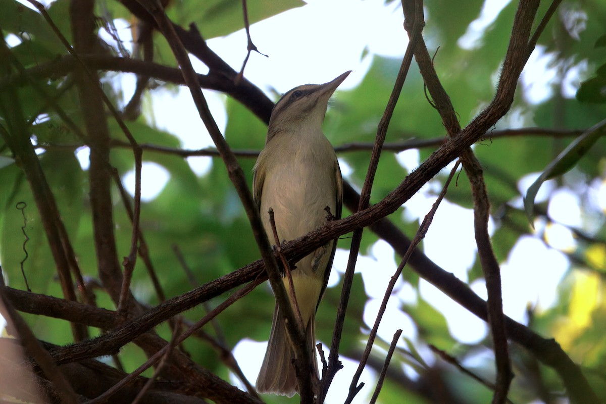 Black-whiskered Vireo - ML637448929