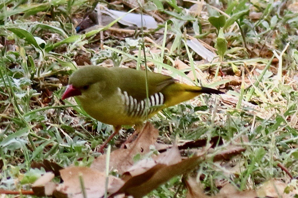 Green Avadavat - ML637448938