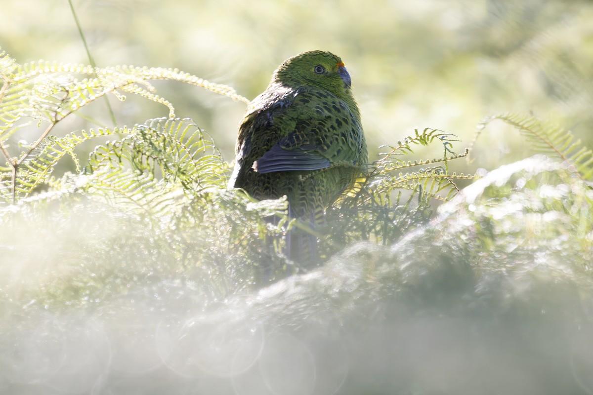 Ground Parrot - ML637448951