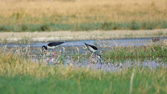 Black-necked Stilt - ML637448963