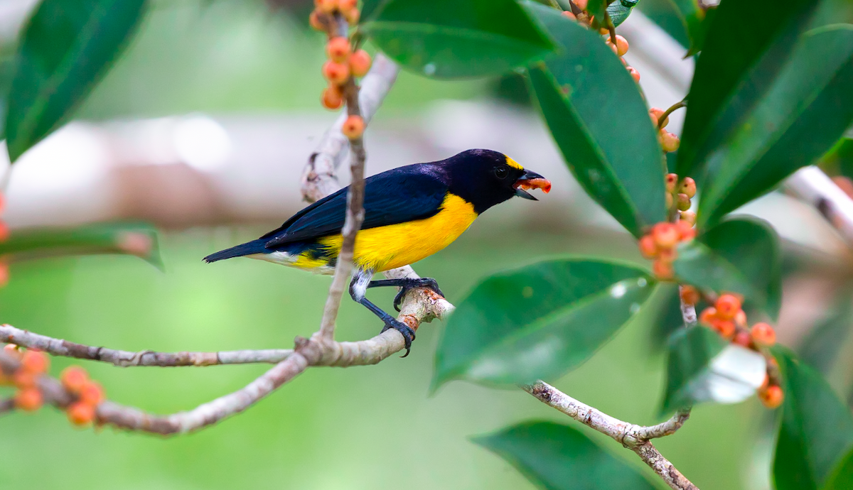 White-vented Euphonia - ML637448967