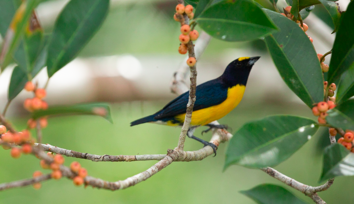 White-vented Euphonia - ML637448968