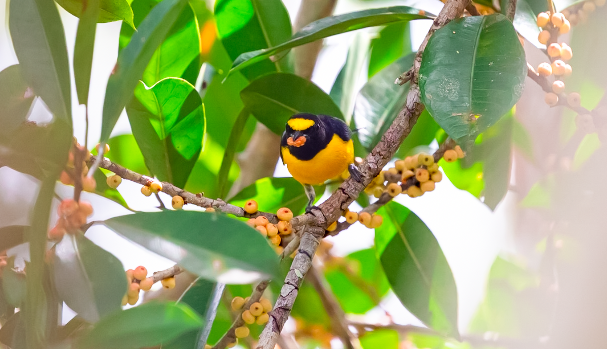 White-vented Euphonia - ML637448969