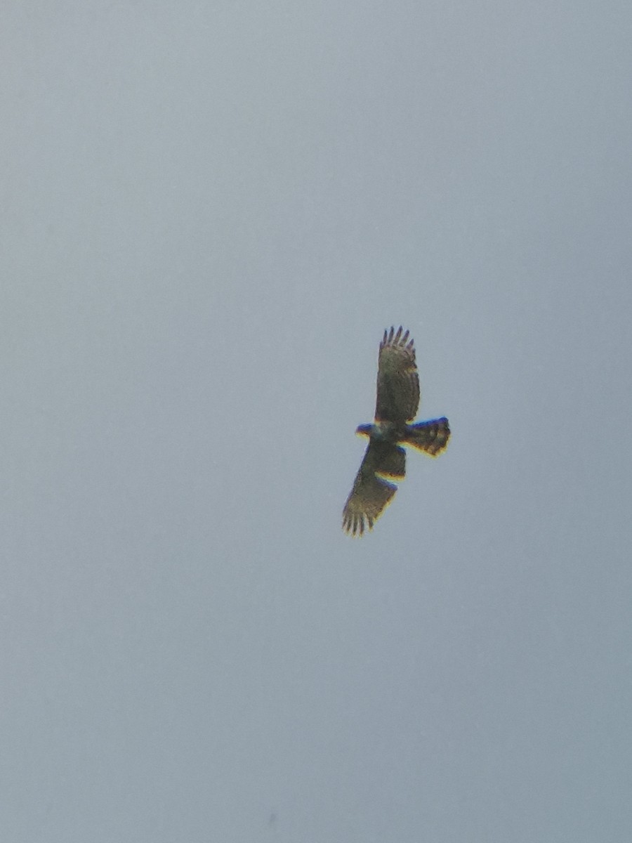 Changeable Hawk-Eagle - ML637448989