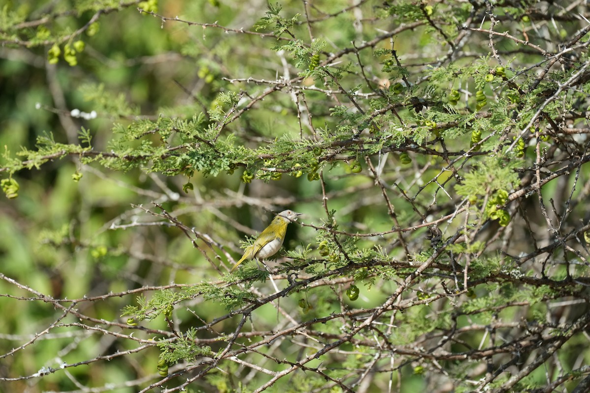 Yellow-breasted Apalis (Yellow-breasted) - ML637449003