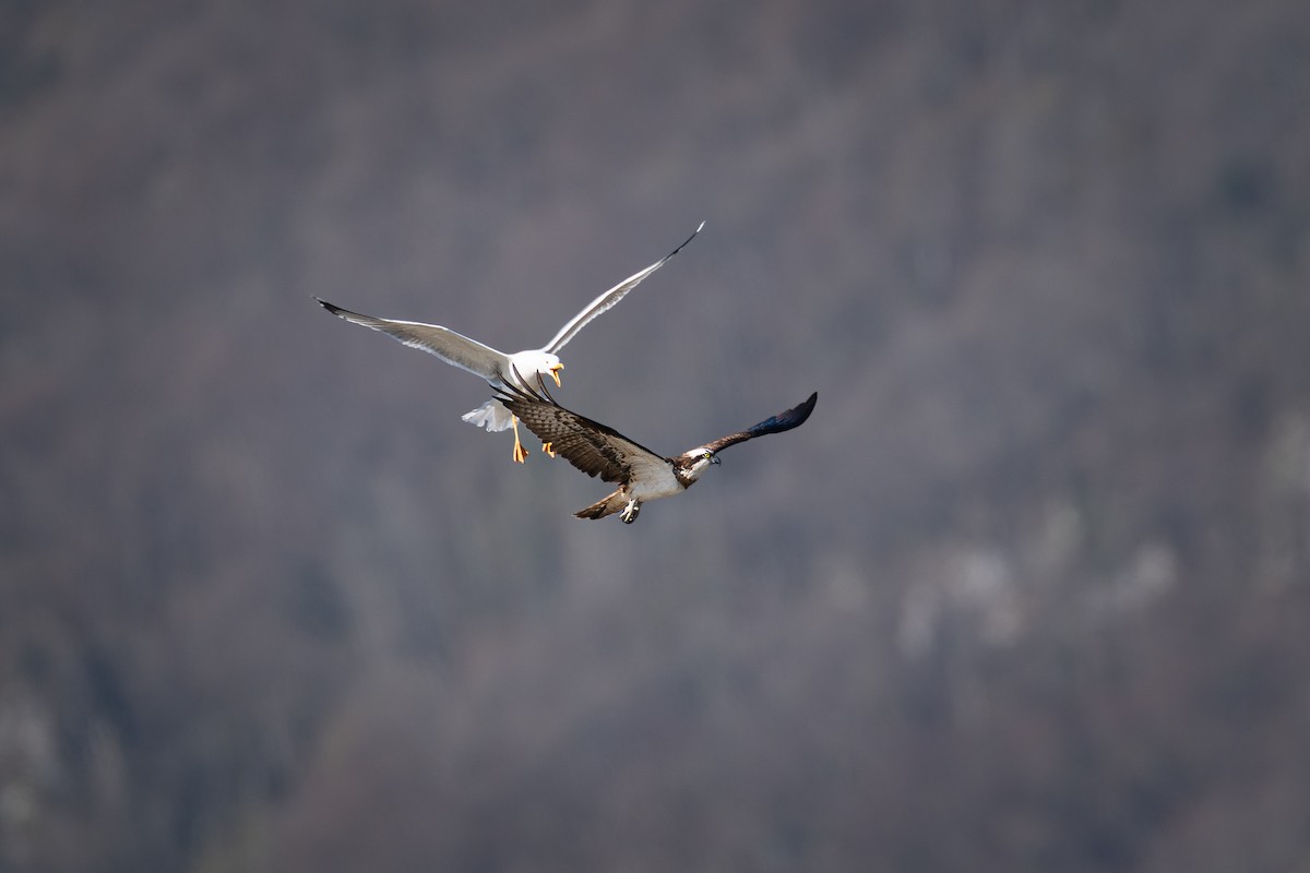 Osprey (Eurasian) - ML637449004