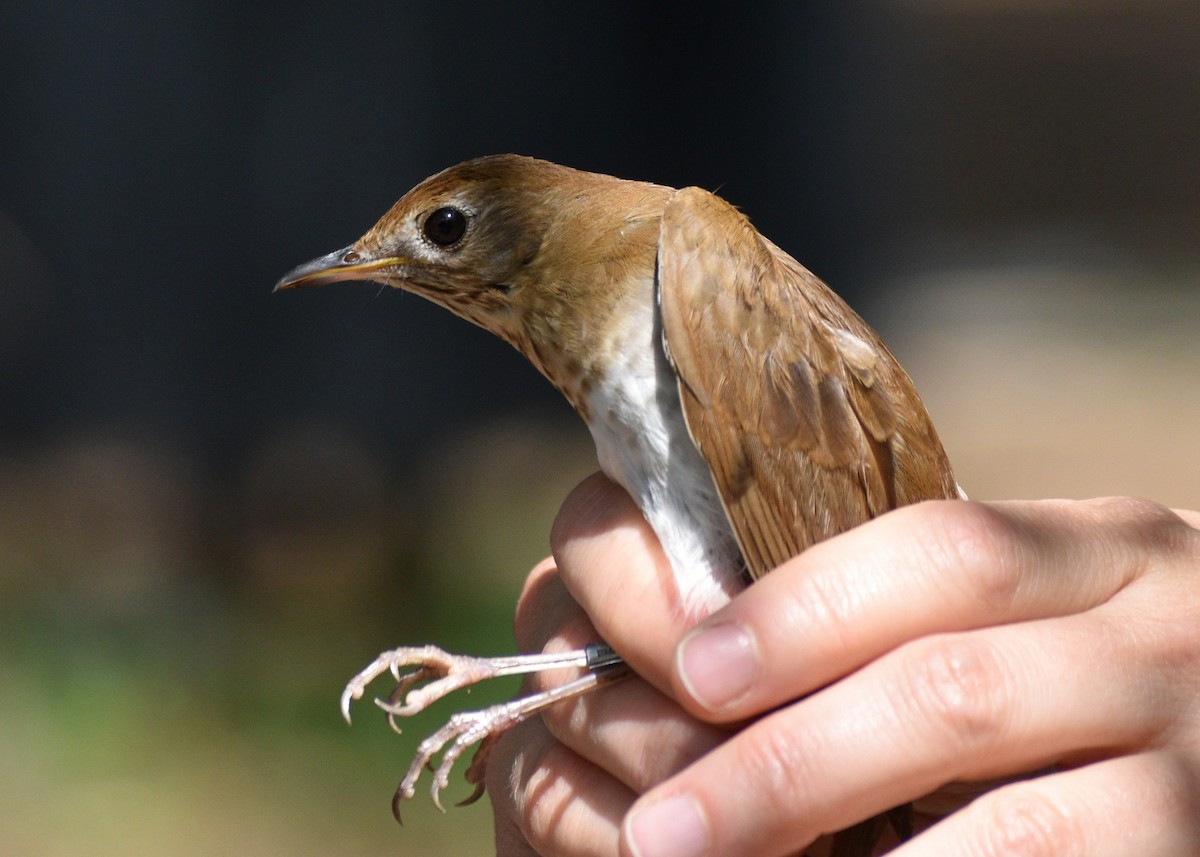 Veery - ML637449008