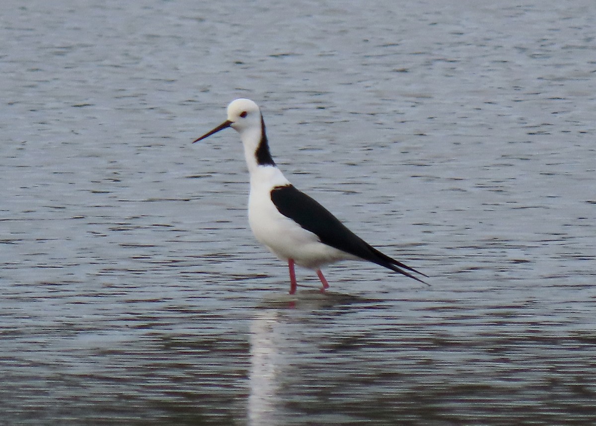 Pied Stilt - ML637449026