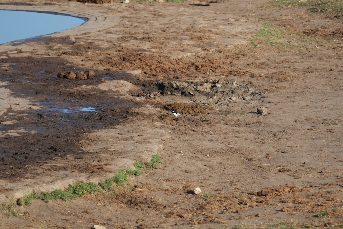 African Pied Wagtail - ML637449027