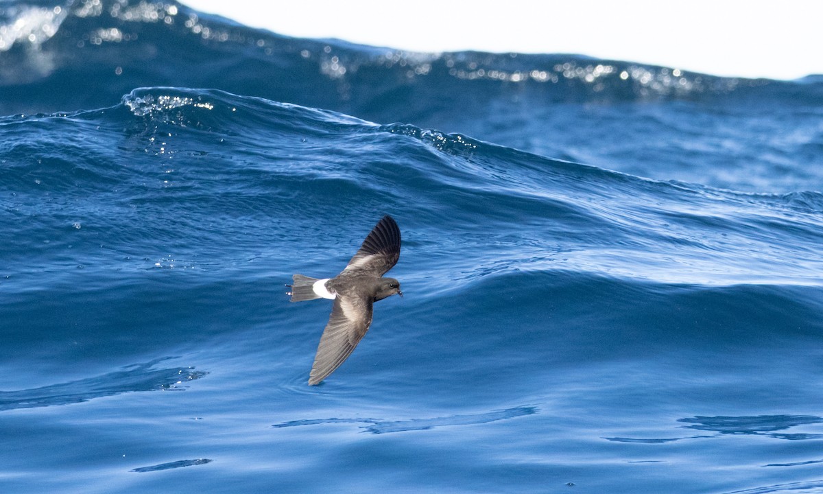 Wilson's Storm-Petrel - ML637449045