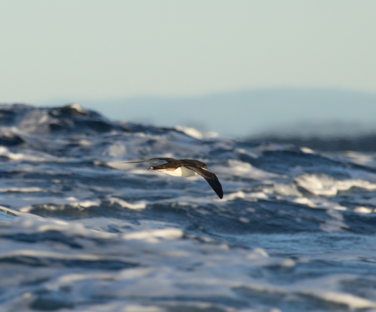 Hutton's Shearwater - ML637449051
